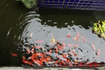 大金剛魚池過濾培菌器-桃園八德 (4)